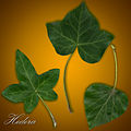 Hedera scanned leaves1.jpg