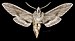 Sphinx libocedrus MHNT CUT 2010 0 476 - Yavapai Co Arizona - male ventral.jpg