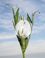 (MHNT) Vicia sativa - white flower.jpg