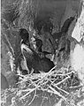 Cormorants nesting on Carroll Island, June 1907 (WASTATE 1372).jpeg