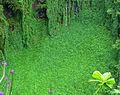 Makahiku Falls green wall.jpg