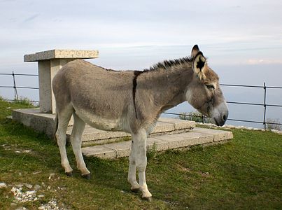 Mule on the Grappa mountains