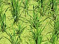 Rice Stalks in Paddy - Outside Srimangal - Sylhet Division - Bangladesh (12904994963).jpg