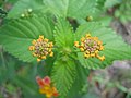Blooming Lantana