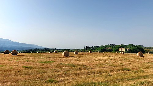 Round bales in the Florentine countryside