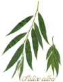 Salix alba scanned leaves2.png