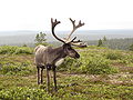 Reindeer in finnish fell.JPG