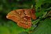 Polyphemus Moth (Antheraea polyphemus) -3.JPG