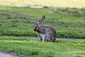 Rabbit, Oryctolagus cuniculus, grooming.JPG