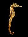 Seahorse Skeleton