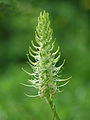 Witte rapunzel (Phyteuma spicatum). Hortus Haren.JPG