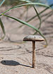 Psathyrella ammophila.jpg
