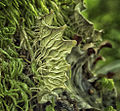 Another neat thing about lichens (7472654616).jpg