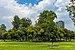 Copse of trees on Las Islas, Ciudad Universitaria, Mexico City.jpg