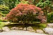 Seattle Japanese Garden June 2018 001.jpg