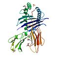 HLA-A*02 protein structure.jpg
