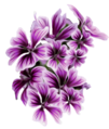 Malva sylvestris (Mallow stylized flowers).png