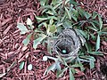 Abandoned Robin Nest.jpg
