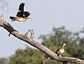 African Pygmy Geese, Moremi Reserve, Botswana.jpg