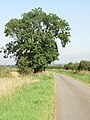 Mature Ash Tree seen on the Saxby to Barton Road - geograph.org.uk - 537226.jpg