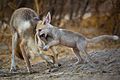 Desert Fox pup playing with its mother.jpg