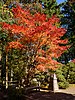 Portland Japanese Garden October 2019 008.jpg