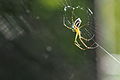 Spider (Leucauge blanda) (22116870329).jpg