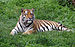 Panthera tigris altaica in Lodz Zoo 1.jpg