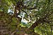 Twisted Plumeria tree trunk overgrowing the steep stone stairs of Wat Phou temple, Champasak, Laos.jpg