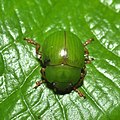 A leaf beetle (15443328367).jpg