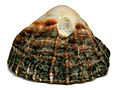 False Limpet Shell Macro Digon3.jpg
