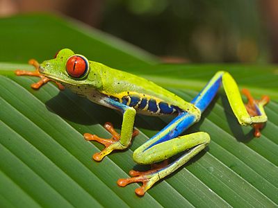 Red-eyed Tree Frog (Agalychnis callidryas), photographed near Playa Jaco in Costa Rica