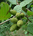 Alnus incana 010702.jpg