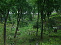 Graves in Vilnius Rasos cemetery 4.jpg