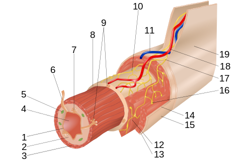 Layers of the Alimentary Canal