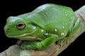 Litoria caerulea.jpg