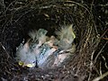 Hihi chicks in nest.jpg