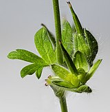 (MHNT) Geranium molle - Immature fruit.jpg