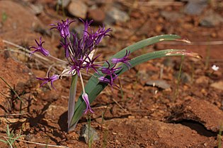 Allium falcifolium Cebuano (ceb)