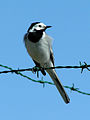 Motacilla alba by Igors Jefimovs.jpg