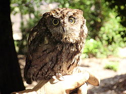 Screech owl (Megascops sp.)