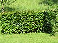 2018-05-22 (109) Carpinus betulus (European Hornbeam) at Bichlhäusl in Frankenfels, Austria.jpg