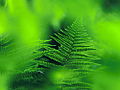 Fern (Dryopteris filix-mas).jpg