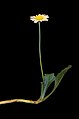 Bellis perennis stack21 without roots.jpg