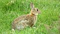 Rabbit (Oryctolagus cuniculus) (5).jpg