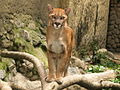 South American cougar