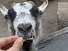 Pygmy goat in petting zoo.jpg