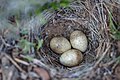 Horned lark nest and eggs (022cff60-bda3-4be7-84db-6f9823e0a011).jpg