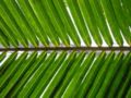 Palm frond.jpg