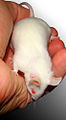 White lab mouse in hand BW.jpg